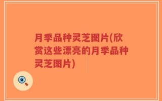 月季品种灵芝图片(欣赏这些漂亮的月季品种灵芝图片)