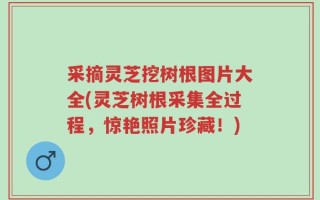 采摘灵芝挖树根图片大全(灵芝树根采集全过程，惊艳照片珍藏！)