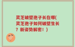 灵芝破壁孢子长在哪(灵芝孢子如何破壁生长？新姿势解密！)