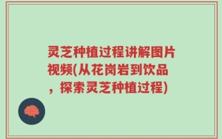 灵芝种植过程讲解图片视频(从花岗岩到饮品，探索灵芝种植过程)