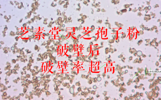 去壁灵芝孢子粉是什么意思？效果会更好吗？