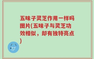 五味子灵芝作用一样吗图片(五味子与灵芝功效相似，却有独特亮点)
