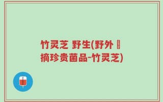 竹灵芝 野生(野外採摘珍贵菌品－竹灵芝)