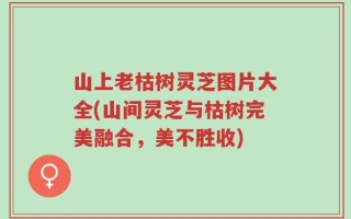 山上老枯树灵芝图片大全(山间灵芝与枯树完美融合，美不胜收)