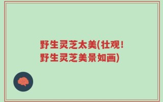 野生灵芝太美(壮观！野生灵芝美景如画)