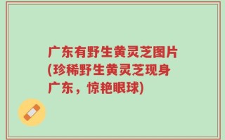 广东有野生黄灵芝图片(珍稀野生黄灵芝现身广东，惊艳眼球)