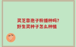 灵芝靠孢子粉播种吗？野生灵种子怎么种植