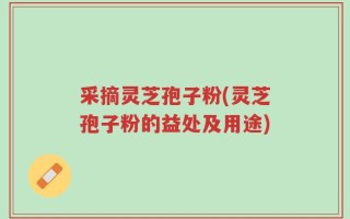 采摘灵芝孢子粉(灵芝孢子粉的益处及用途)