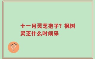 十一月灵芝孢子？枫树灵芝什么时候采