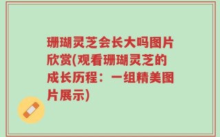 珊瑚灵芝会长大吗图片欣赏(观看珊瑚灵芝的成长历程：一组精美图片展示)