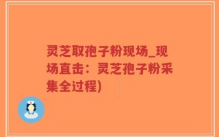 灵芝取孢子粉现场_现场直击：灵芝孢子粉采集全过程)