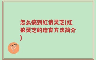 怎么搞到红狼灵芝(红狼灵芝的培育方法简介)