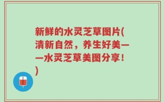 新鲜的水灵芝草图片(清新自然，养生好美——水灵芝草美图分享！)