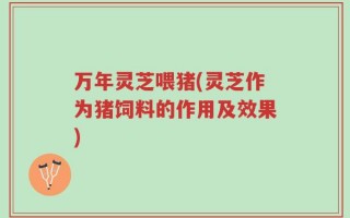 万年灵芝喂猪(灵芝作为猪饲料的作用及效果)
