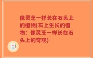像灵芝一样长在石头上的植物(石上生长的植物：像灵芝一样长在石头上的奇观)