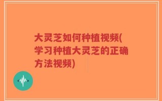 大灵芝如何种植视频(学习种植大灵芝的正确方法视频)