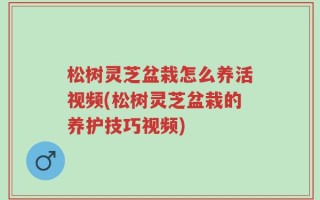 松树灵芝盆栽怎么养活视频(松树灵芝盆栽的养护技巧视频)