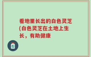 看地里长出的白色灵芝(白色灵芝在土地上生长，有助健康