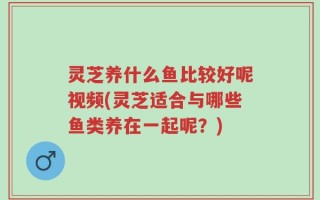 灵芝养什么鱼比较好呢视频(灵芝适合与哪些鱼类养在一起呢？)