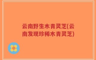 云南野生木青灵芝(云南发现珍稀木青灵芝)