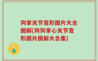 狗掌关节变形图片大全图解(狗狗掌心关节变形图片图解大合集)