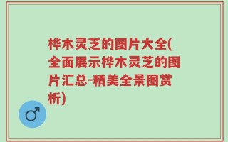 桦木灵芝的图片大全(全面展示桦木灵芝的图片汇总-精美全景图赏析)