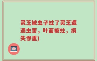 灵芝被虫子蛀了灵芝遭遇虫害，叶面被蛀，损失惨重)