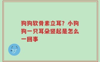 狗狗软骨素立耳？小狗狗一只耳朵竖起是怎么一回事