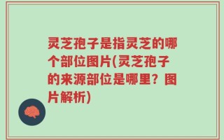 灵芝孢子是指灵芝的哪个部位图片(灵芝孢子的来源部位是哪里？图片解析)
