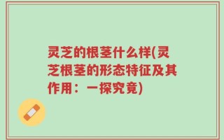灵芝的根茎什么样(灵芝根茎的形态特征及其作用：一探究竟)