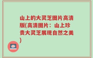 山上的大灵芝图片高清版(高清图片：山上珍贵大灵芝展现自然之美)