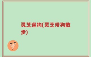 灵芝遛狗(灵芝带狗散步)
