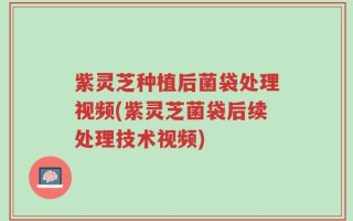 紫灵芝种植后菌袋处理视频(紫灵芝菌袋后续处理技术视频)