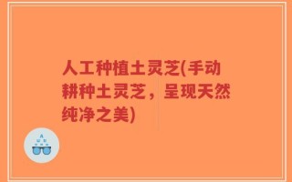人工种植土灵芝(手动耕种土灵芝，呈现天然纯净之美)