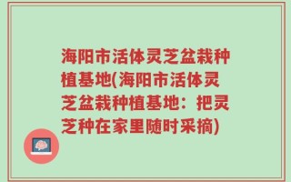 海阳市活体灵芝盆栽种植基地(海阳市活体灵芝盆栽种植基地：把灵芝种在家里随时采摘)