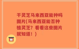 干灵芝马来西亚能种吗图片(马来西亚能否种植灵芝？看看这些图片就知道！)