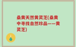桑黄天然黄灵芝(桑黄中寻找自然珍品——黄灵芝)