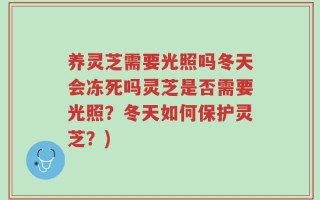 养灵芝需要光照吗冬天会冻死吗灵芝是否需要光照？冬天如何保护灵芝？)