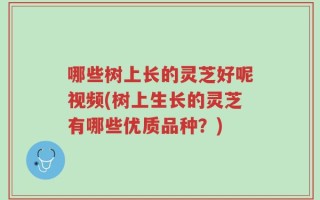 哪些树上长的灵芝好呢视频(树上生长的灵芝有哪些优质品种？)
