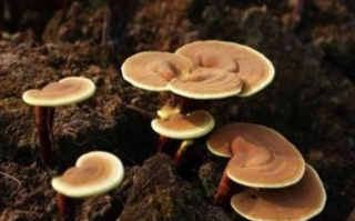 破壁灵芝孢子粉怎么选:泰山灵芝最正宗