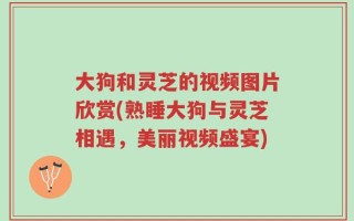 大狗和灵芝的视频图片欣赏(熟睡大狗与灵芝相遇，美丽视频盛宴)