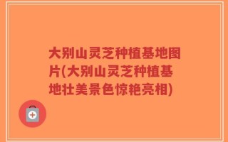 大别山灵芝种植基地图片(大别山灵芝种植基地壮美景色惊艳亮相)