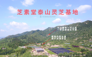 野生灵芝会更好？和灵芝孢子粉比哪个好？
