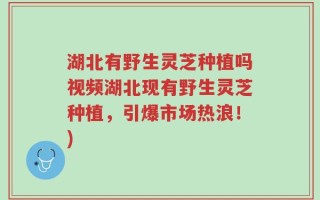 湖北有野生灵芝种植吗视频湖北现有野生灵芝种植，引爆市场热浪！)