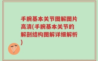 手腕基本关节图解图片高清(手腕基本关节的解剖结构图解详细解析)