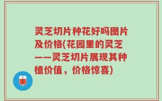 灵芝切片种花好吗图片及价格(花园里的灵芝——灵芝切片展现其种植价值，价格惊喜)