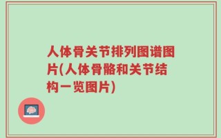 人体骨关节排列图谱图片(人体骨骼和关节结构一览图片)
