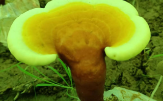 灵芝孢子粉什么时候吃效果好？别再吃错了！