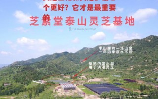 灵芝三萜和灵芝多糖哪个更好？它才是最重要的