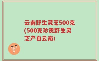 云南野生灵芝500克(500克珍贵野生灵芝产自云南)